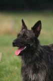 BOUVIER DES ARDENNES 416